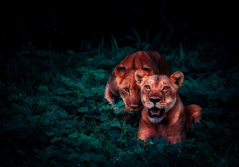 Jungle safaris