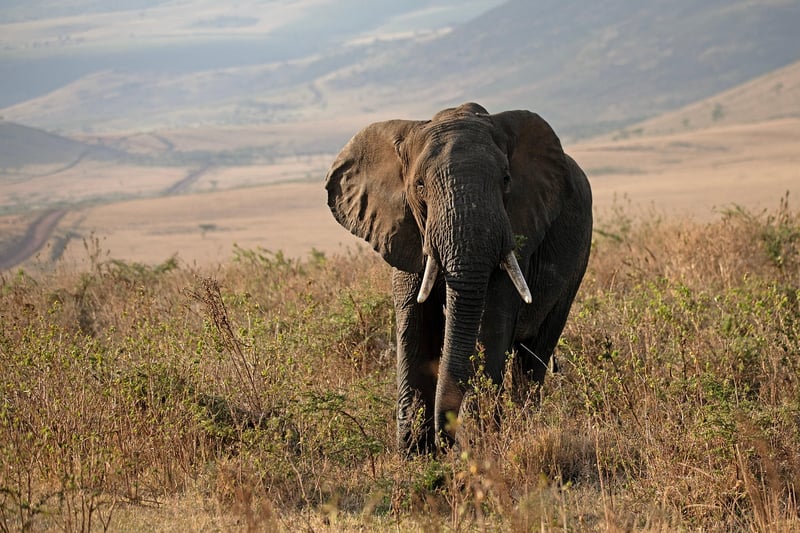 Safari Glamping in Africa