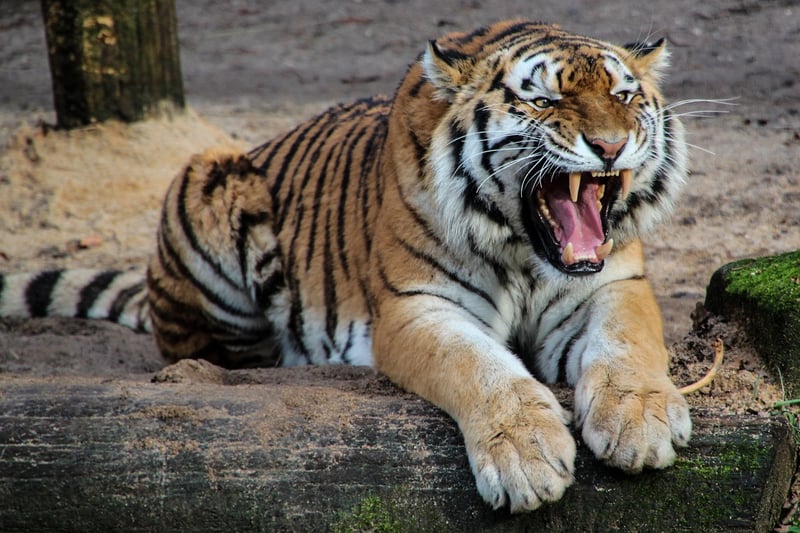 Tiger in the jungle